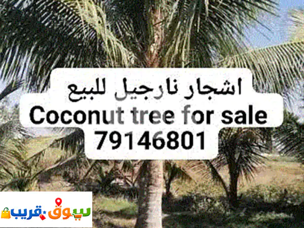 coconut tree for sale 2