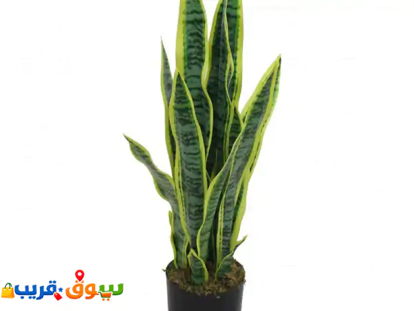 صبار جلد النمر الجميل وياسمين هندي زهرة بيضاء نقيه جميله أسعار خاصه جدا للجملة اختر معنا النبتة ...