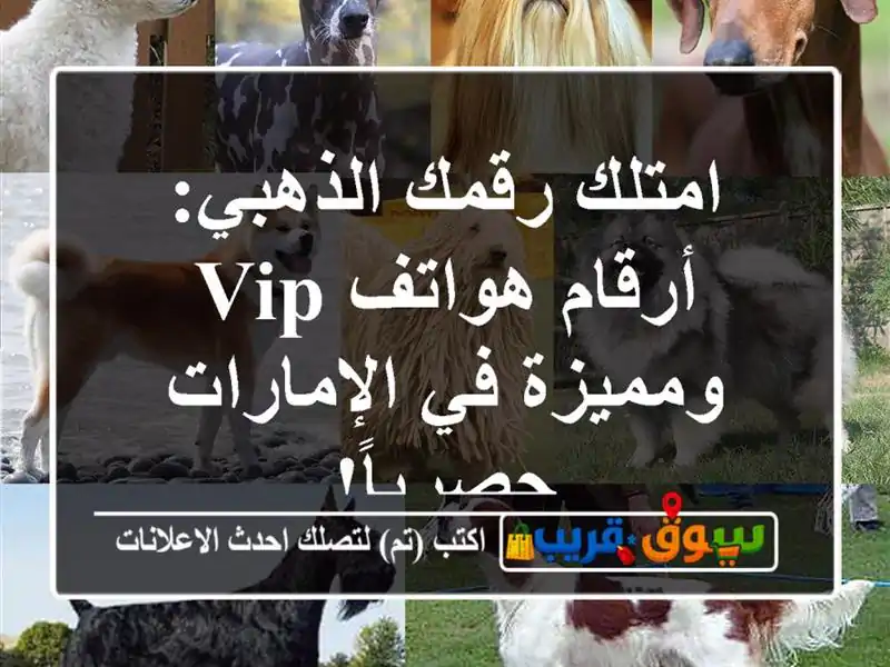 امتلك رقمك الذهبي: أرقام هواتف VIP ومميزة في الإمارات - حصرياً!