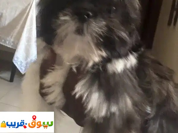 Cute Tri colour Female Shihtzu looking for her forever home 2