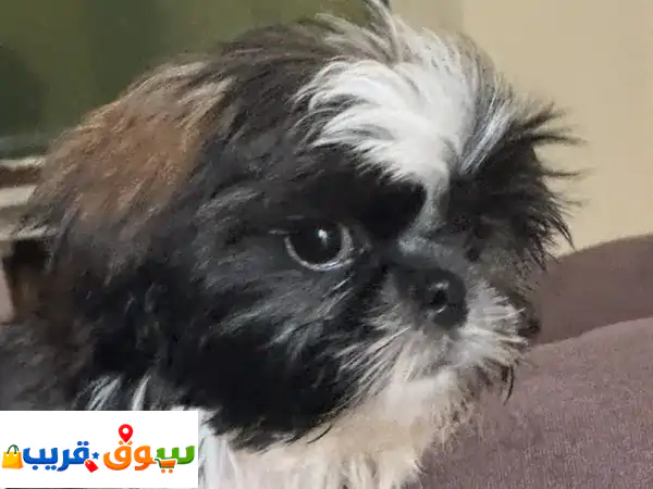 Cute Tri colour Female Shihtzu looking for her forever home 3