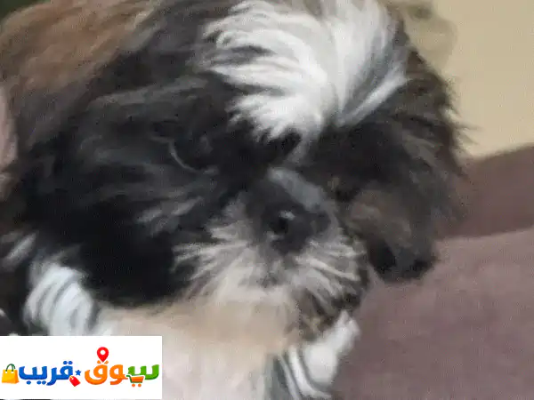 Cute Tri colour Female Shihtzu looking for her forever home 4
