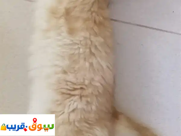 فرصة تبني مجانية: قطط أليفة وودودة (بوبو وميمي) تنتظر منزلًا محبًا! 3