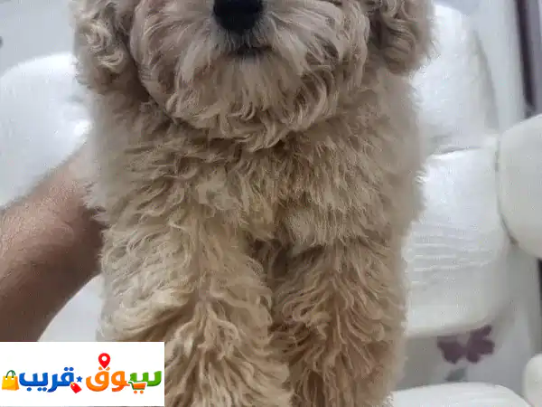 2 months old maltipoo 3