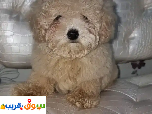 2 months old maltipoo 2