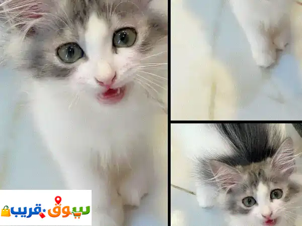 قطة  شيرازية للبيع مع كافة ملحقاتها ب ٣٥ ريال 2