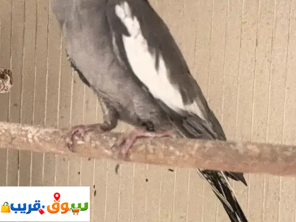 4 حبات كوكتيل 2