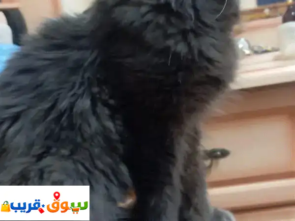 فرصة تبني مجانية: قطط أليفة وودودة (بوبو وميمي) تنتظر منزلًا محبًا! 4