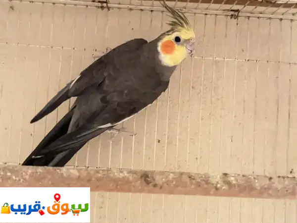 4 حبات كوكتيل 3