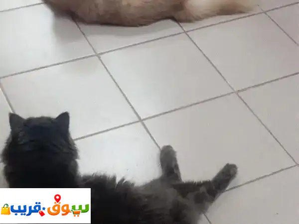 فرصة تبني مجانية: قطط أليفة وودودة (بوبو وميمي) تنتظر منزلًا محبًا! 2