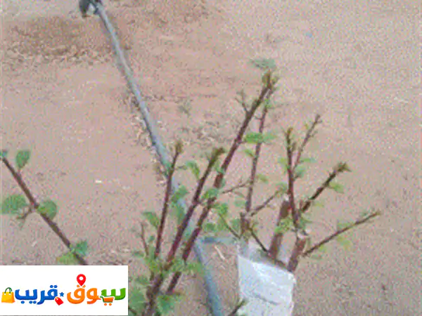 يوجد فني تطعيم وتقليم أشجار الفاكهة (مانجو. جوافة. برتقال. سدر) 2