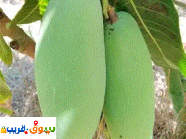 يوجد فني تطعيم وتقليم أشجار الفاكهة (مانجو. جوافة. برتقال. سدر)