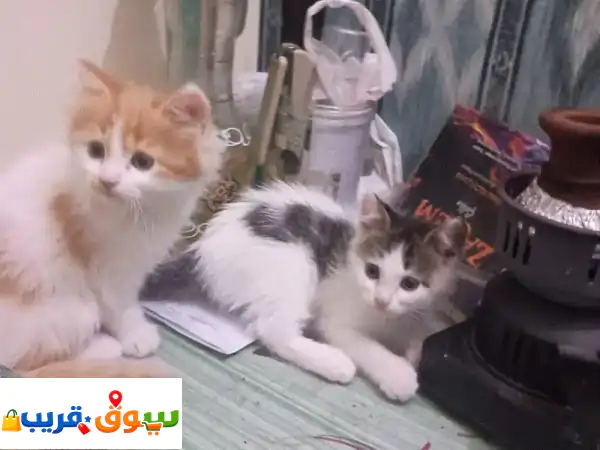 2 Playful Kittens for Quick Sale – BHD 12 for Both 2