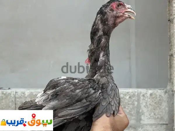 pure young aseel high quality 4