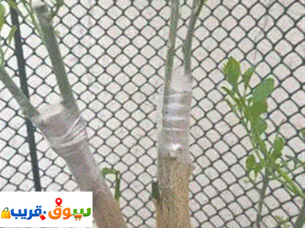 يوجد فني تطعيم وتقليم أشجار الفاكهة (مانجو. جوافة. برتقال. سدر) 4