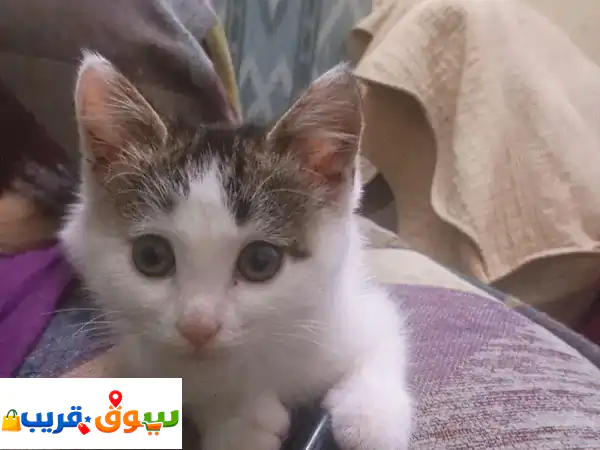2 Playful Kittens for Quick Sale – BHD 12 for Both 3