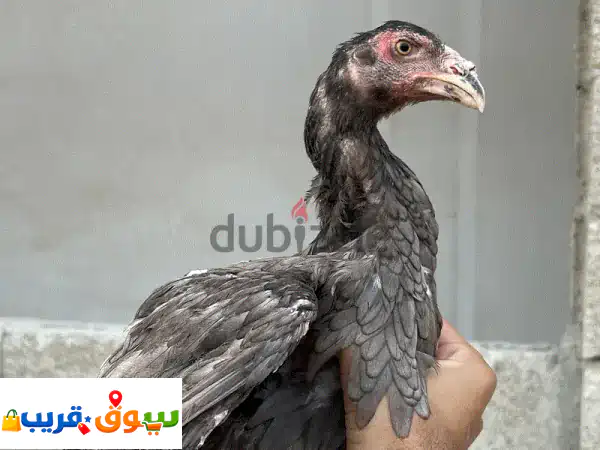 pure young aseel high quality 2