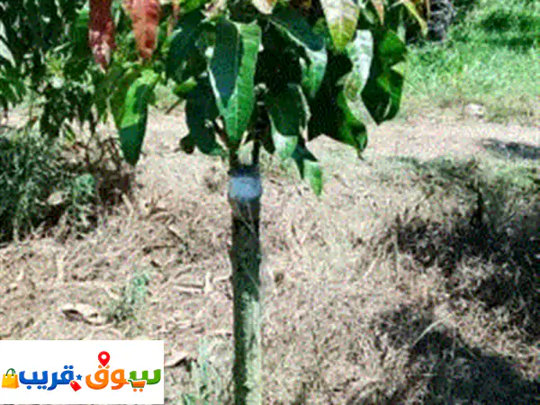 يوجد فني تطعيم وتقليم أشجار الفاكهة (مانجو. جوافة. برتقال. سدر) 3