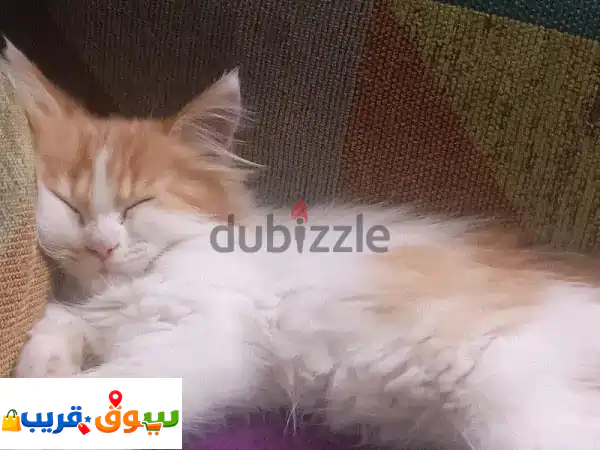 2 Playful Kittens for Quick Sale – BHD 12 for Both 4