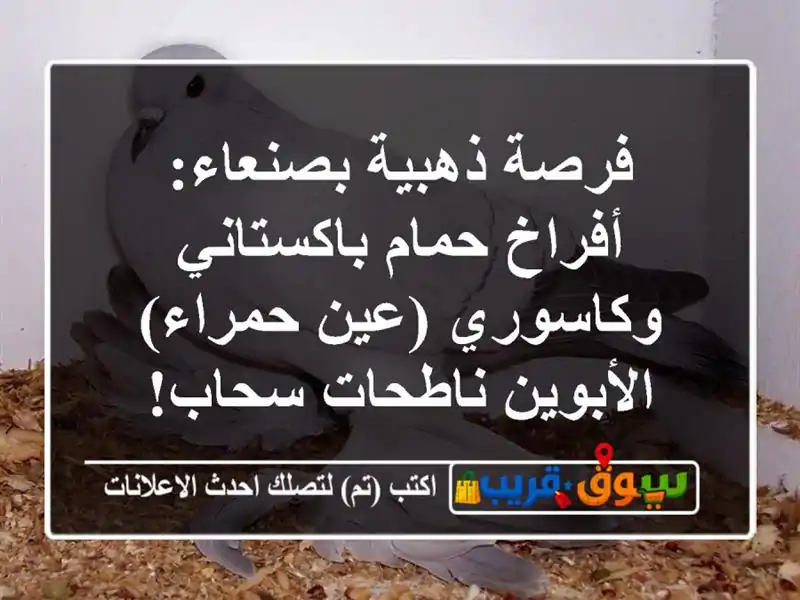 فرصة ذهبية بصنعاء: أفراخ حمام باكستاني وكاسوري...