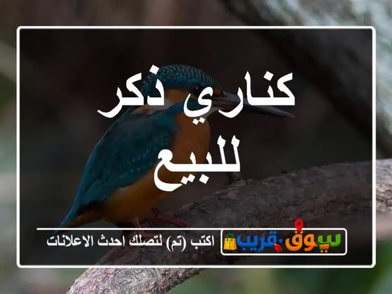 كناري ذكر للبيع