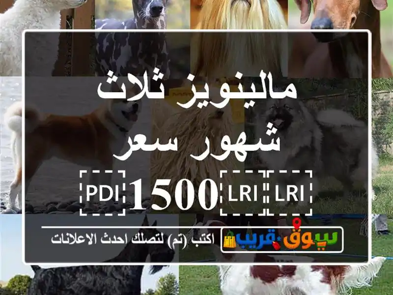 مالينويز ثلاث شهور سعر ⁦⁦1500⁩⁩