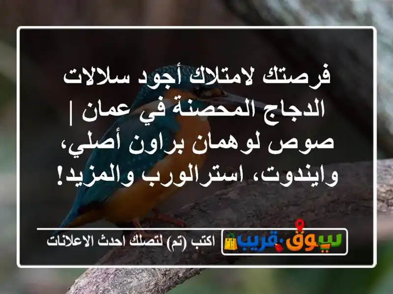 فرصتك لامتلاك أجود سلالات الدجاج المحصنة في عمان | صوص لوهمان براون أصلي، وايندوت، استرالورب والمزيد!