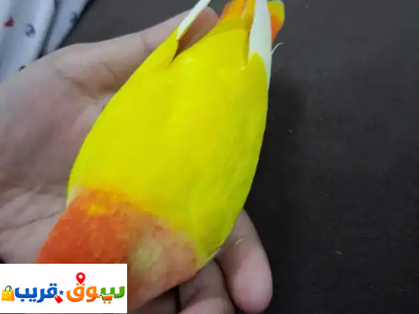 jumbo tamed love bird for sale 3