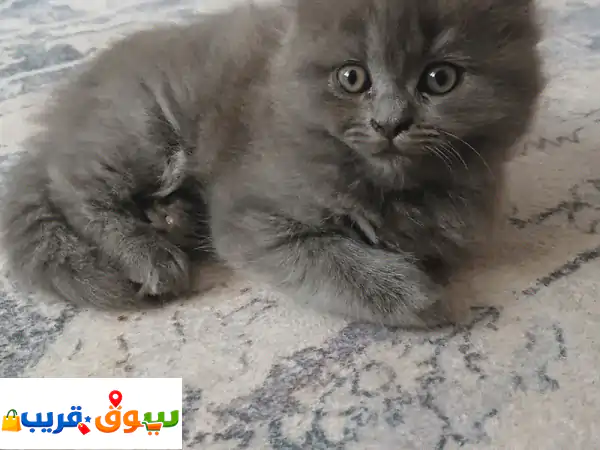 قطط للبيع