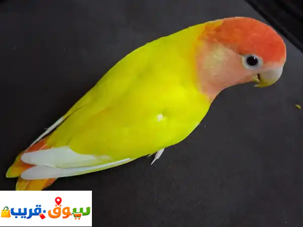 jumbo tamed love bird for sale 4