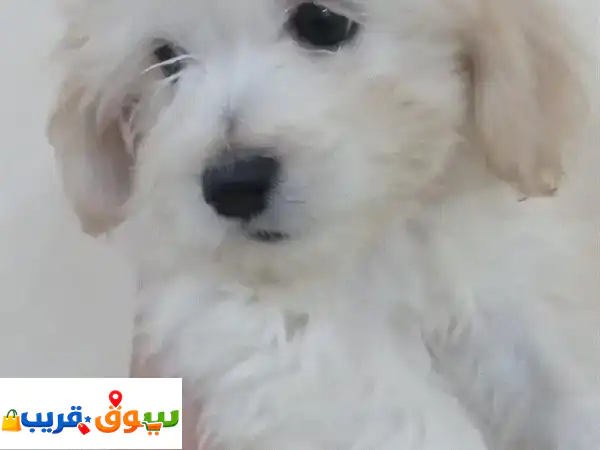 Maltese puppy for sale