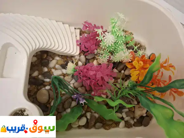 Complete Turtle Habitat & Tiny Turtle For Sale 3