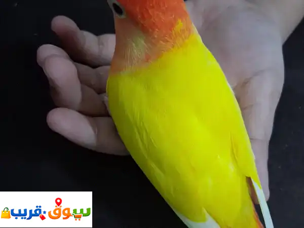 jumbo tamed love bird for sale 2