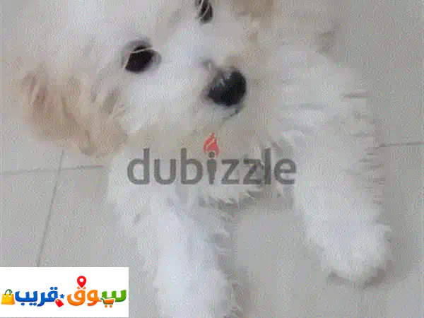 Maltese puppy for sale 4