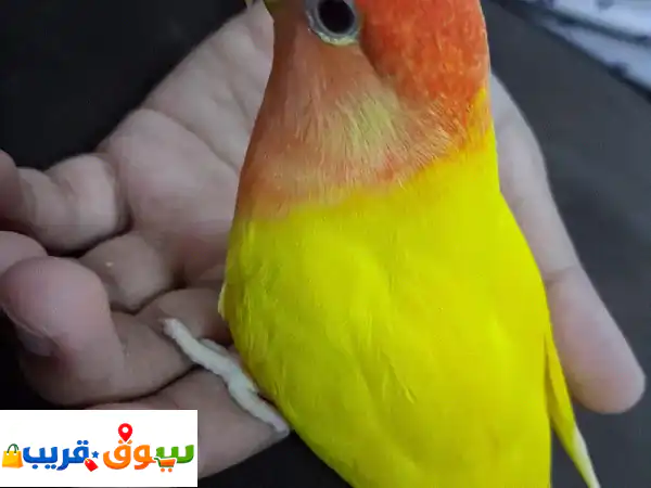 jumbo tamed love bird for sale