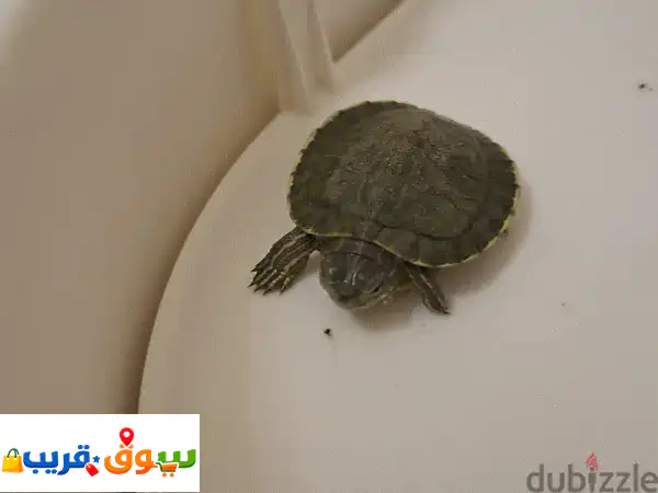 Complete Turtle Habitat & Tiny Turtle For Sale 2