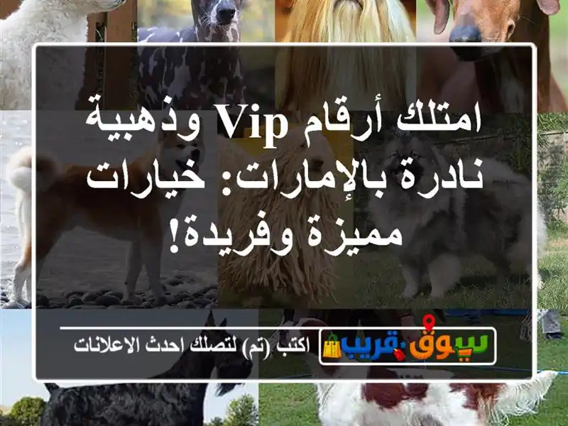 امتلك أرقام VIP وذهبية نادرة بالإمارات: خيارات مميزة وفريدة!