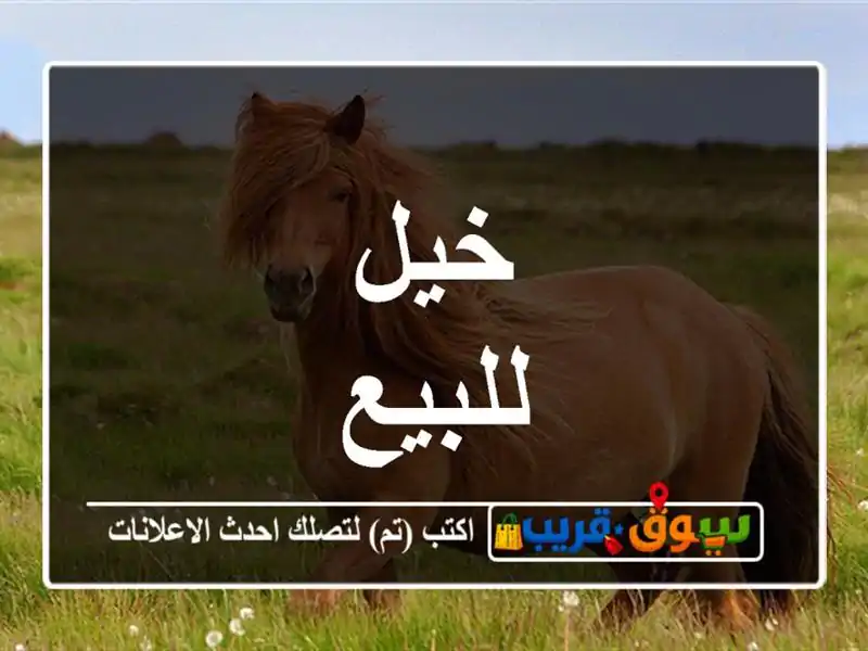 خيل للبيع