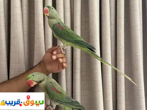 كاسكو و مكاو ونيبالي 3