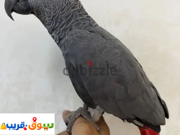 كاسكو و مكاو ونيبالي 2
