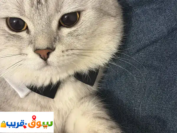 قط للتبني 2