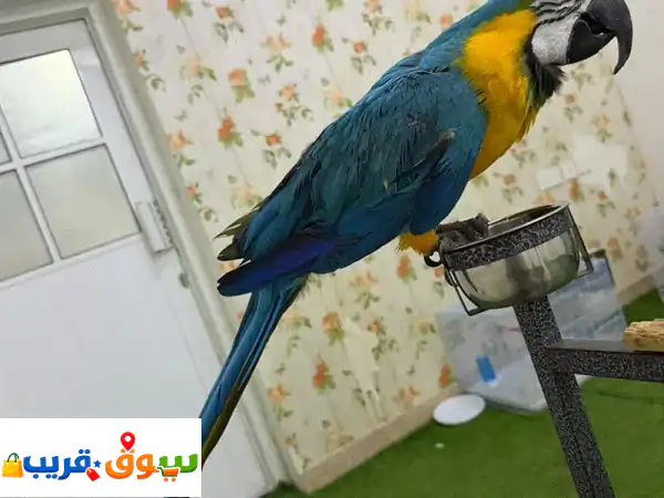 كاسكو و مكاو ونيبالي