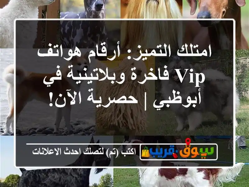 امتلك التميز: أرقام هواتف VIP فاخرة وبلاتينية في أبوظبي | حصرية الآن!