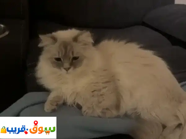 Adoption للتبني 4