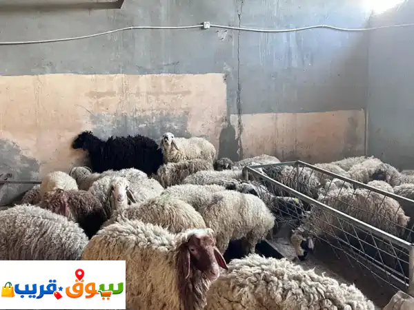 يوجد غنم وطيور 3