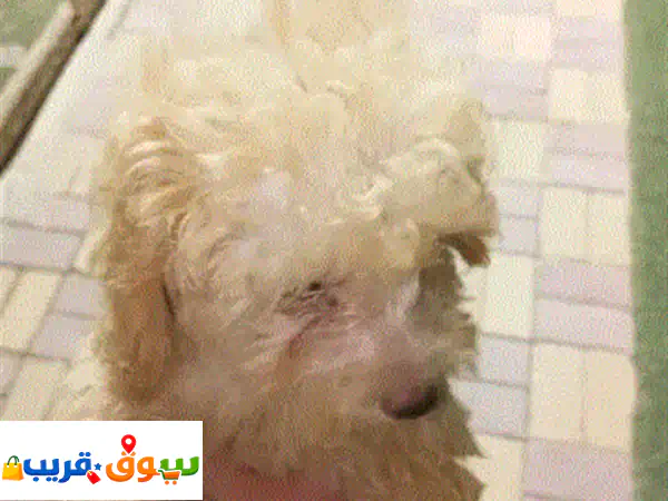 متاح بودل اناث وذكور العمر شهرين متوفر الوان كل التحصينات الفير وسيه والديدان والحشرات 3