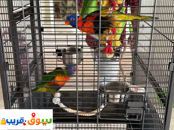 زوج ببغاء لوريكيت قوس قزح: ألوان ساحرة وبهجة لا تنتهي لمنزلك!
