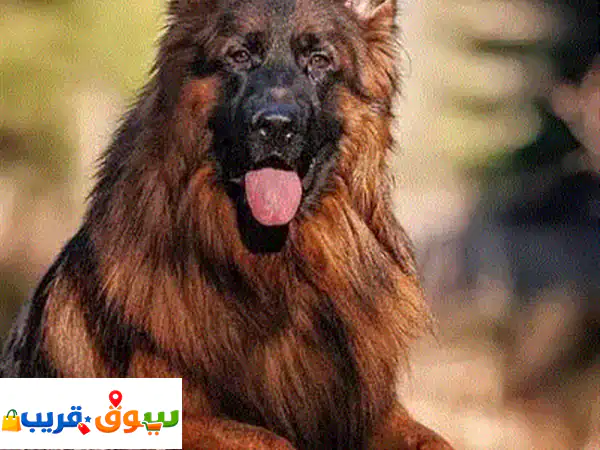 pure Dogs 2