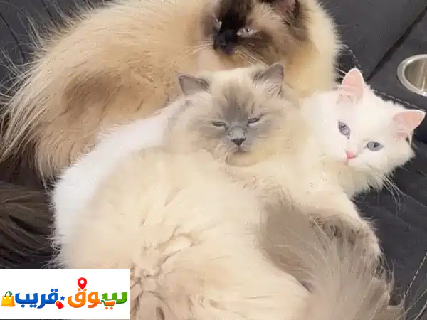 Adoption للتبني