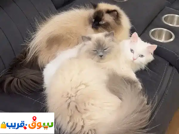 Adoption للتبني 2